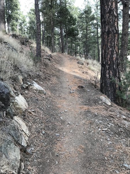 A 'trail' view from the upper portion of the trail