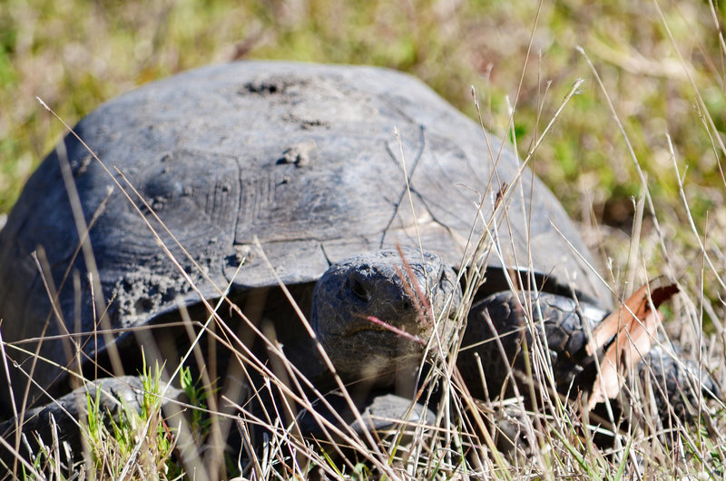 Hey a tortoise