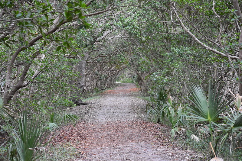 This berm under a mangrove canopy leads to lookout point.