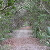 This berm under a mangrove canopy leads to lookout point.