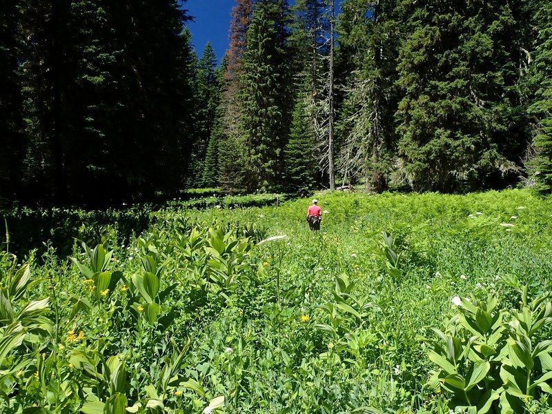 Waldo Meadows in summer