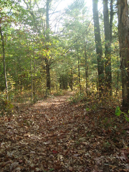 North of 120th Avenue on a warm October afternoon moving towards the "Forest of Pines."