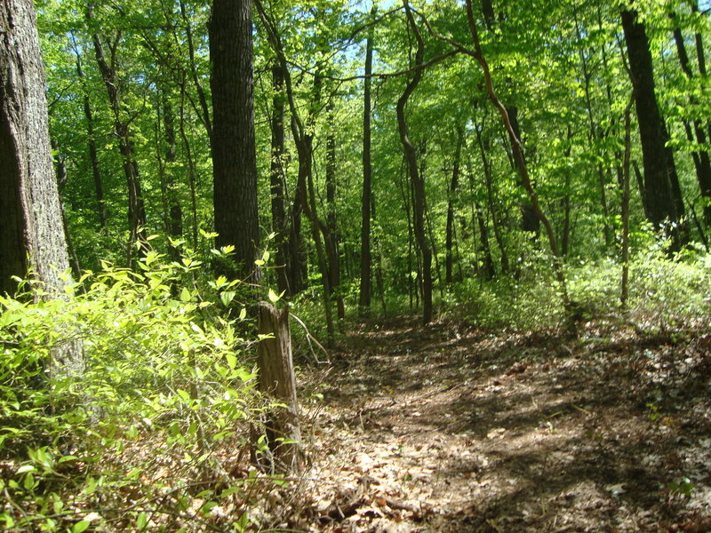 About 3 1/2 miles one-way to get from Ely Lake to South Swan Creek, dirt trail the whole way. Equestrian trail within site if brier exists on the trail.