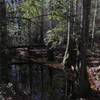 Cypress in still water along the trail