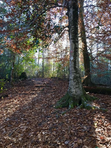 Colorful beech tree along the trail