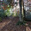 Colorful beech tree along the trail