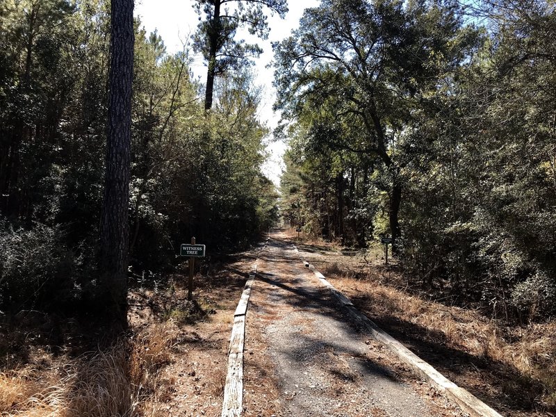 Typical section of this raised gravel trail