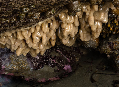 Can anyone tell me what these are?