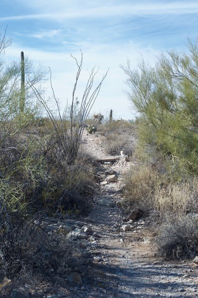 The trail makes its way through a wash where summer rains drain away from the campground.