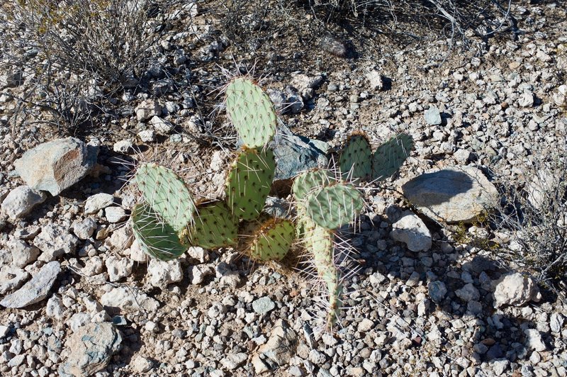 Engelmann's Prickly Pear Cacti sit along the trail.