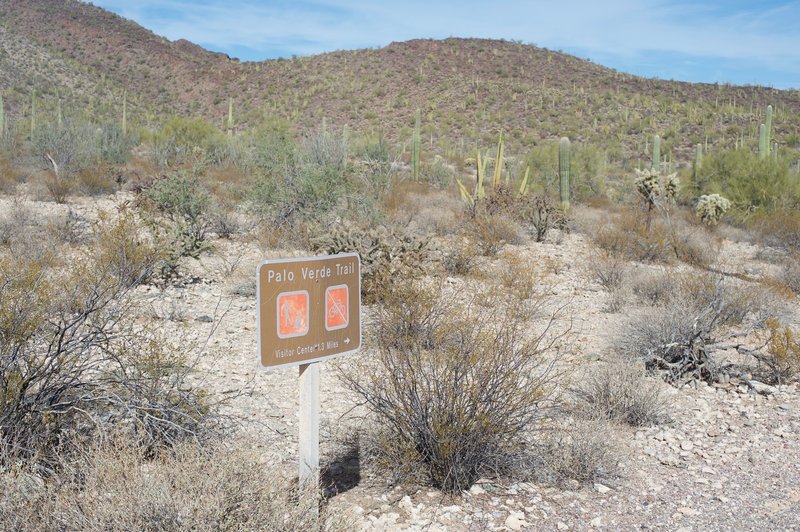 The Palo Verde Trail heads off to the visitor center from the campground.
