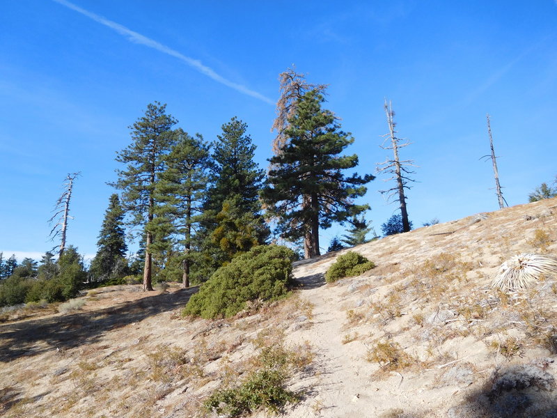 Shady spot where trail reaches main ridge.