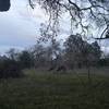 Deer feeding in the evening in the meadow. There were 6 of them there on this evening.