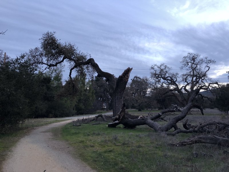 An old, broken tree sits along the trail as it approaches the service road that can take you back to the start of the trail.