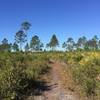 Open views along the trail