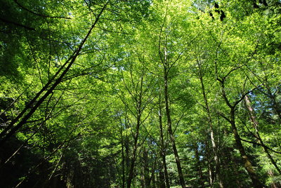 Alders on Whittemore Gulch Trail