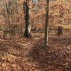 Looking down toward the bridge on the Woodland Slope Trail