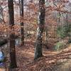 Beech trees holding their leaves in winter