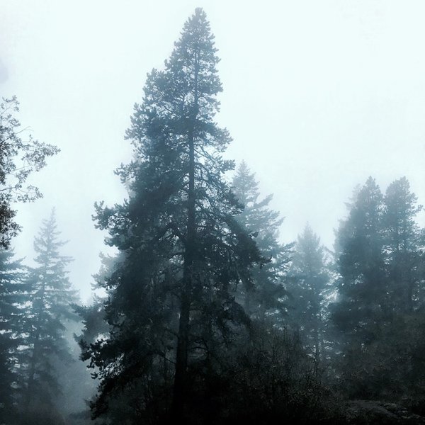 A sea of fog rolling over towering pines.