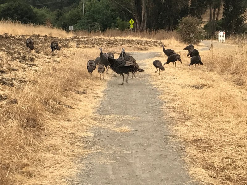 Turkeys!