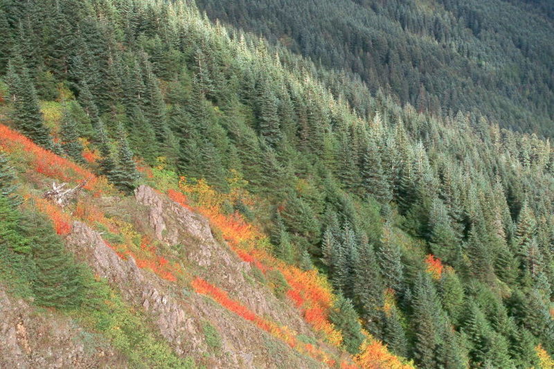 Even when you miss the summer wildflowers, fall provides another colorful hiking opportunity.