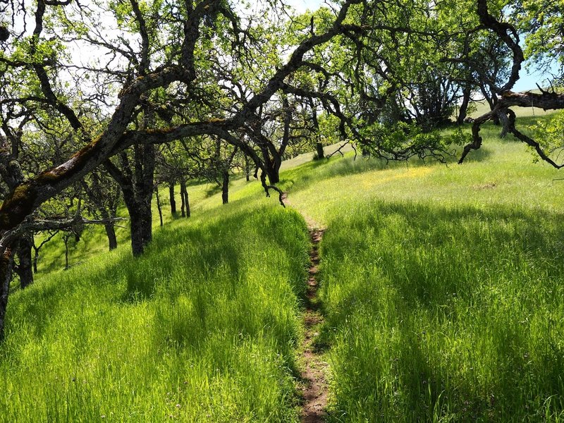 The trail passes through stands of oaks