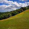 A meadow flush with California poppies