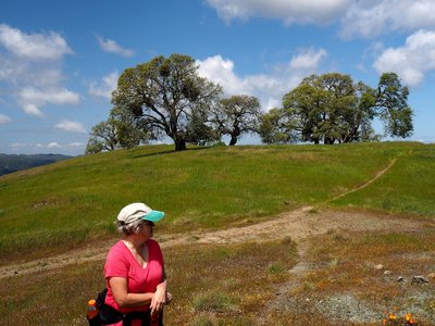 Willson Peak from Steer Ridge Road