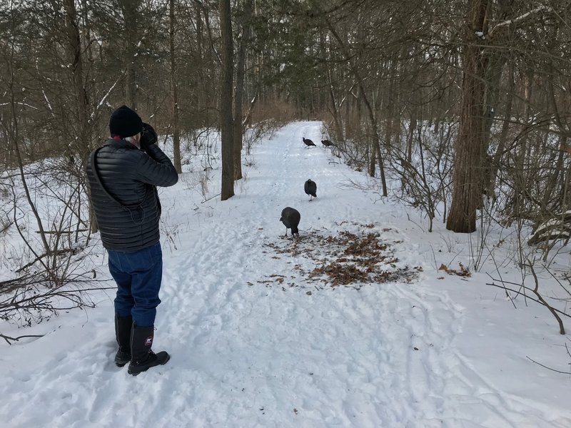 Some wild turkeys approach without fear on the Wildwing Trail