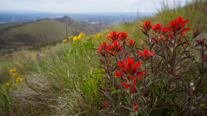 Gray Butte