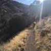 Working up the the narrow singletrack on the Third Fork Rock Creek Trail.