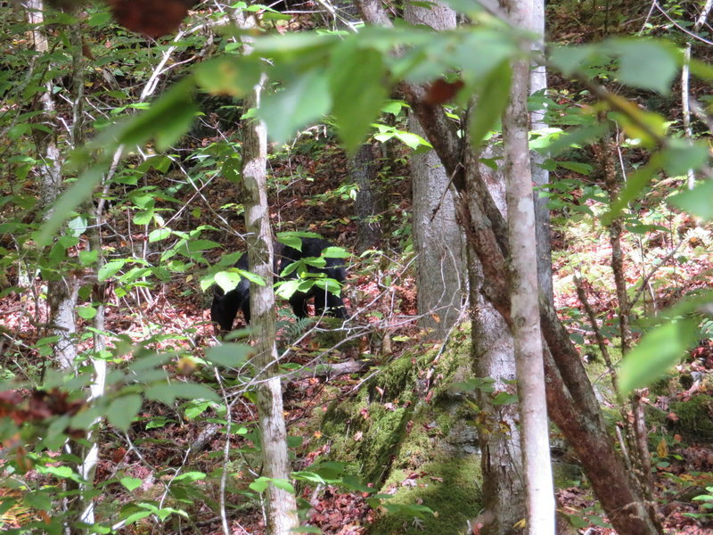 Little guy was right off the trail. It was during the fall shuffle so he didn't have time for us. Just kept on eating...