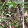 Little guy was right off the trail. It was during the fall shuffle so he didn't have time for us. Just kept on eating...