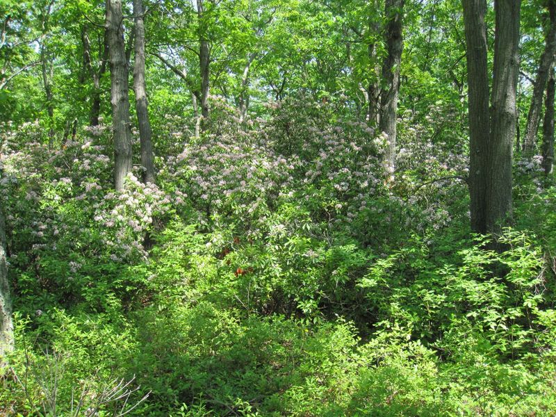 Wild laurel in bloom.