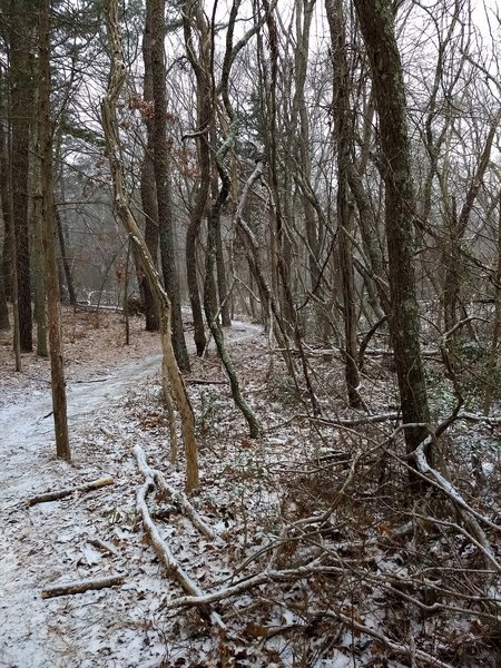 Winding through the snowy pine trees.