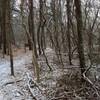 Winding through the snowy pine trees.