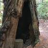 Hollowed out tree towards the start of the Skyline to Sea Trail