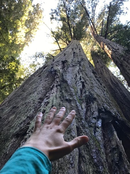 Tall Redwoods