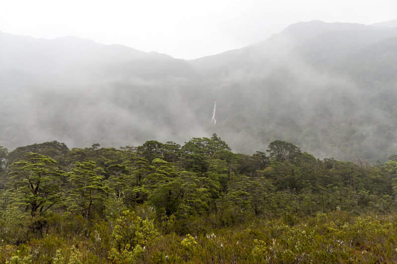 The beech forest opens up around the Wetlands Nature Walk and reveals a nice view of Clinton Valley - covered with low hanging clouds on a rainy day