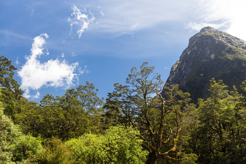 View from the clearing next to Hirere Falls Shelter