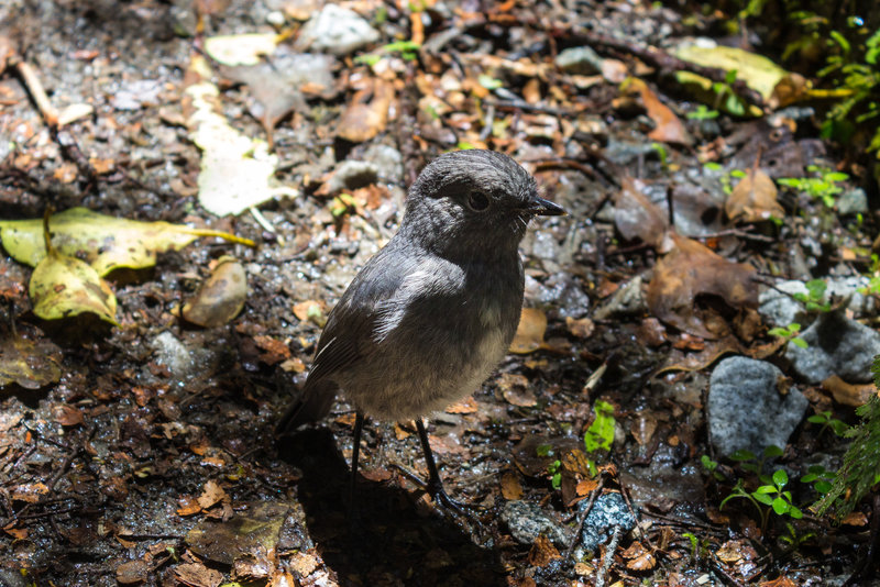 South Island Bush Robin - a very curious insect eater