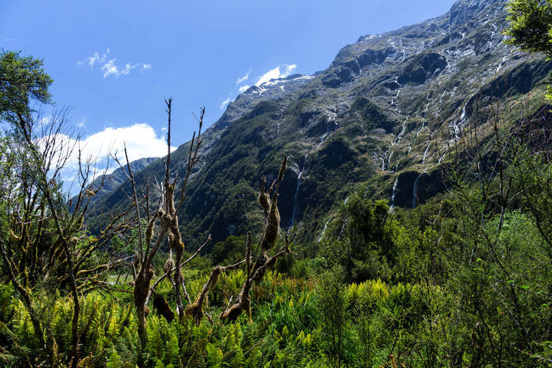 Dead mossy trees within fern colonies in front of Clinton Valley waterfalls.