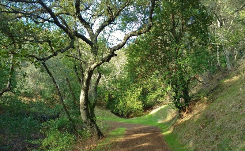 Figueroa Trail runs along a wooded and grass hillside with a seasonal stream below the trail, on the left.