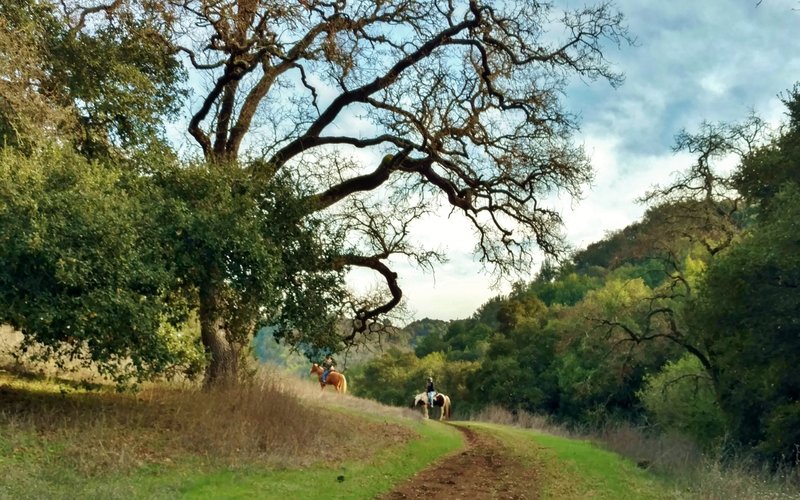 Horses enjoying the serenity of the lightly used Figueroa Trail