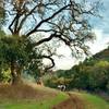 Horses enjoying the serenity of the lightly used Figueroa Trail