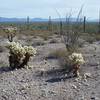 Teddy Bear cholla and Ocotillo cacti can also be seen along the trail. The trail really gives you an idea of the type plants live in the Sonoran desert.