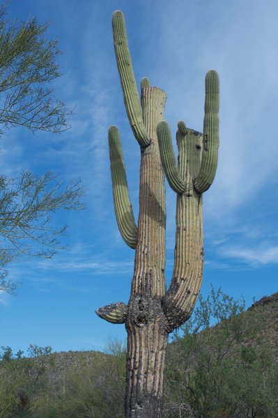 Saguaro cacti grow along the trail, towering above you.