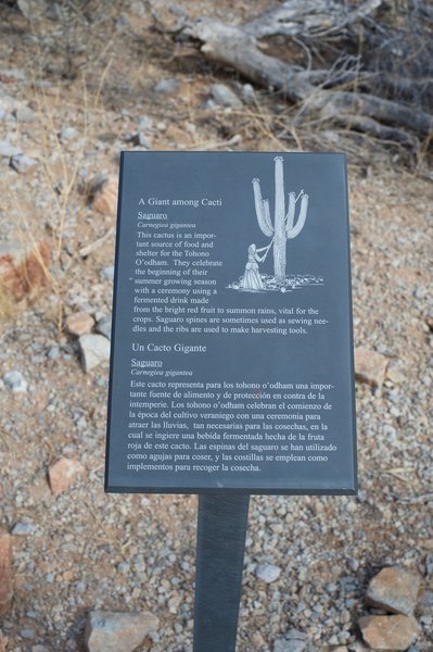 Information placards line the trail, providing details on the plants found in the Sonoran Desert.