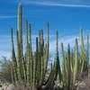 You can get up and close with Organ pipe cacti along the trail.