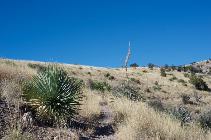 The trail is narrow and grasses encroach on the trail, so even though it is hot, pants are recommended to help protect your legs.